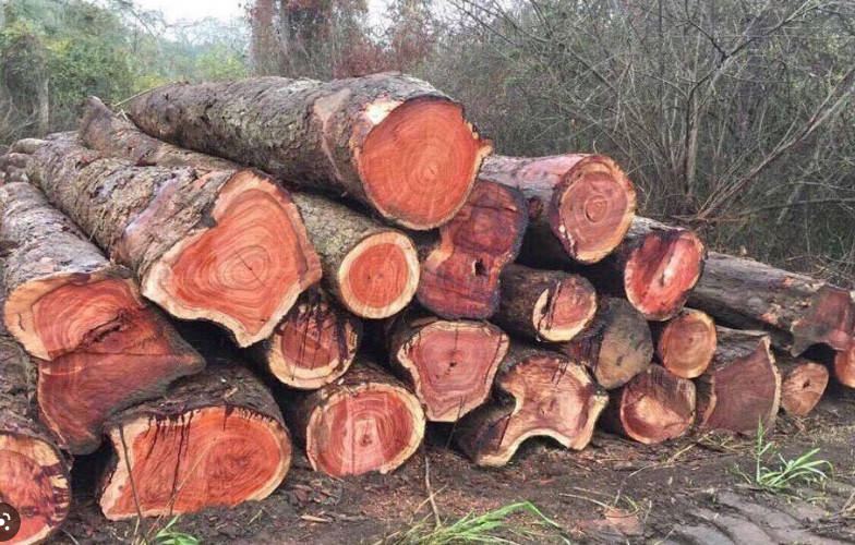 Thân gỗ Hương Lào mới được khai thác